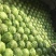 甘蓝8398，精品暖棚菜，质量好，价格低