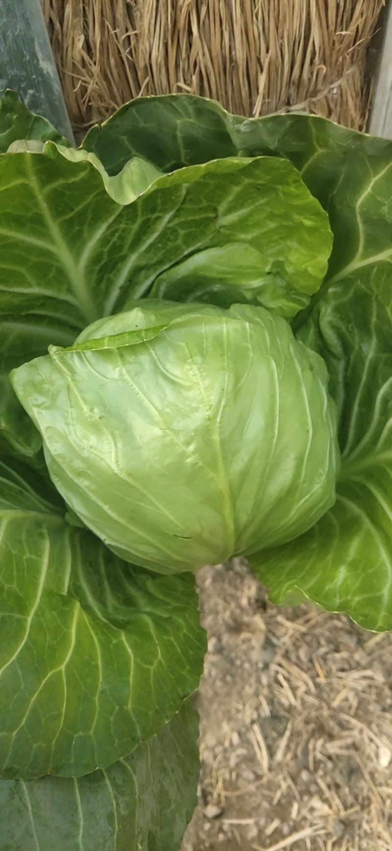 甘蓝8398，精品暖棚菜，质量好，价格低