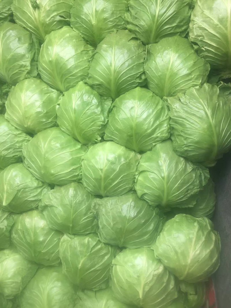 甘蓝8398，精品暖棚菜，质量好，价格低