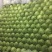 甘蓝8398，精品暖棚菜，质量好，价格低