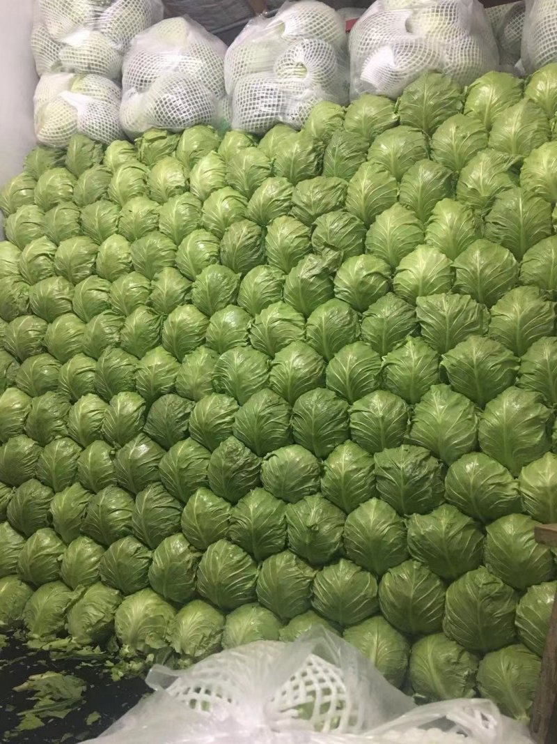 甘蓝8398，精品暖棚菜，质量好，价格低