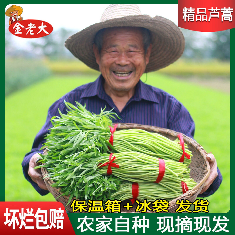 精品芦蒿\泥蒿\藜蒿，产地直供，大量上市