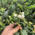 蓝莓苗薄雾基地直供脱毒包活送技术产量高南北方