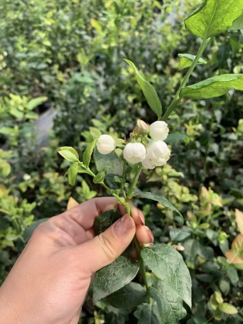 蓝莓苗薄雾基地直供脱毒包活送技术产量高南北方