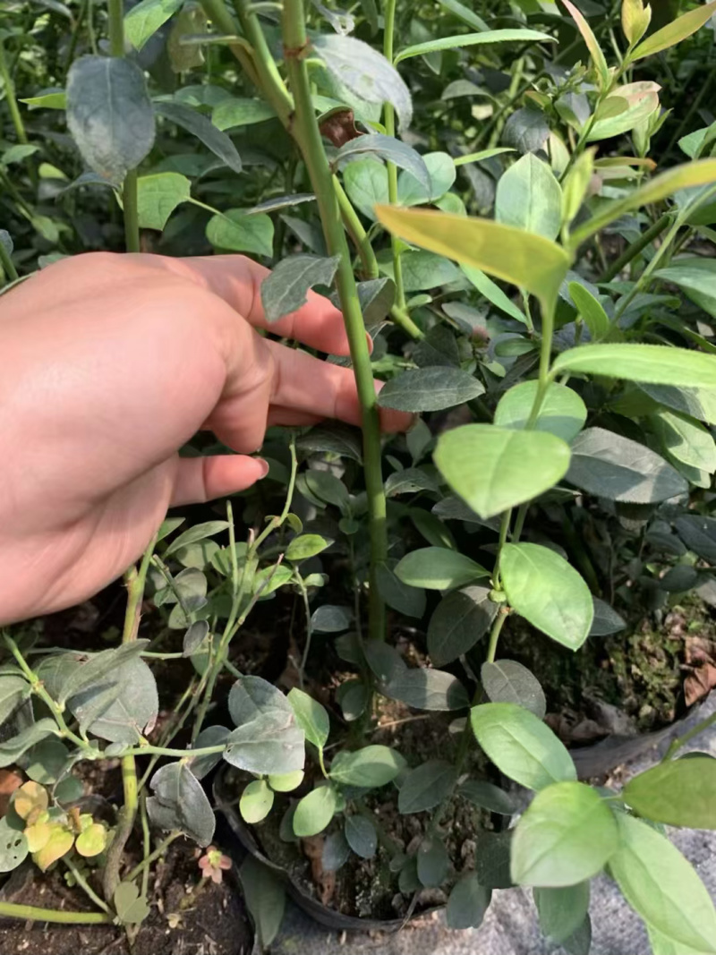 蓝莓苗薄雾基地直供脱毒包活送技术产量高南北方