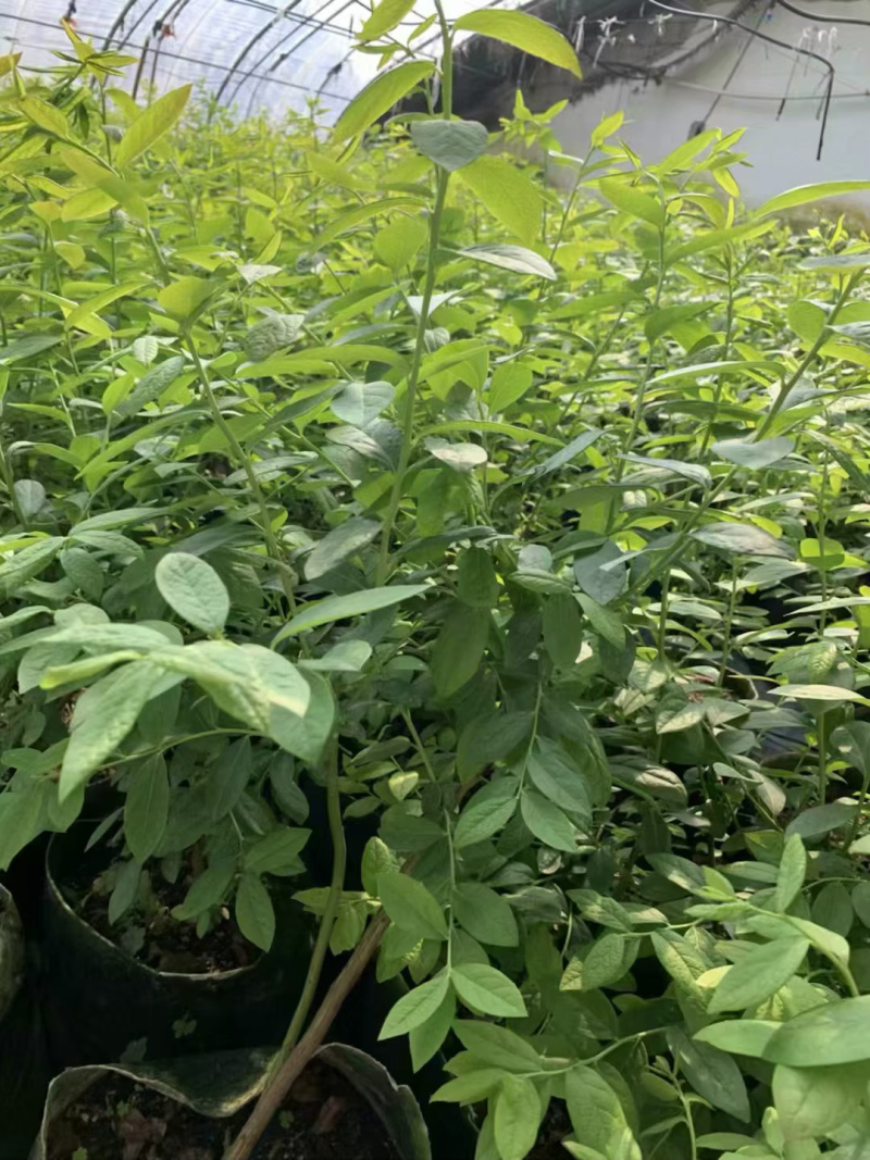 蓝莓苗薄雾基地直供脱毒包活送技术产量高南北方