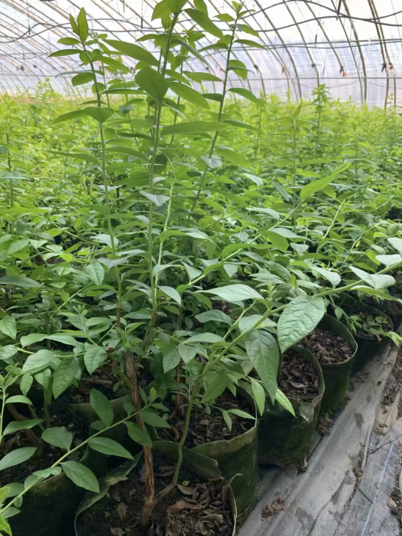 蓝莓苗薄雾基地直供脱毒包活送技术产量高南北方