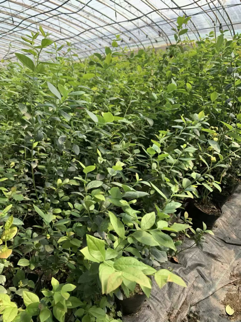 蓝莓苗薄雾基地直供脱毒包活送技术产量高南北方