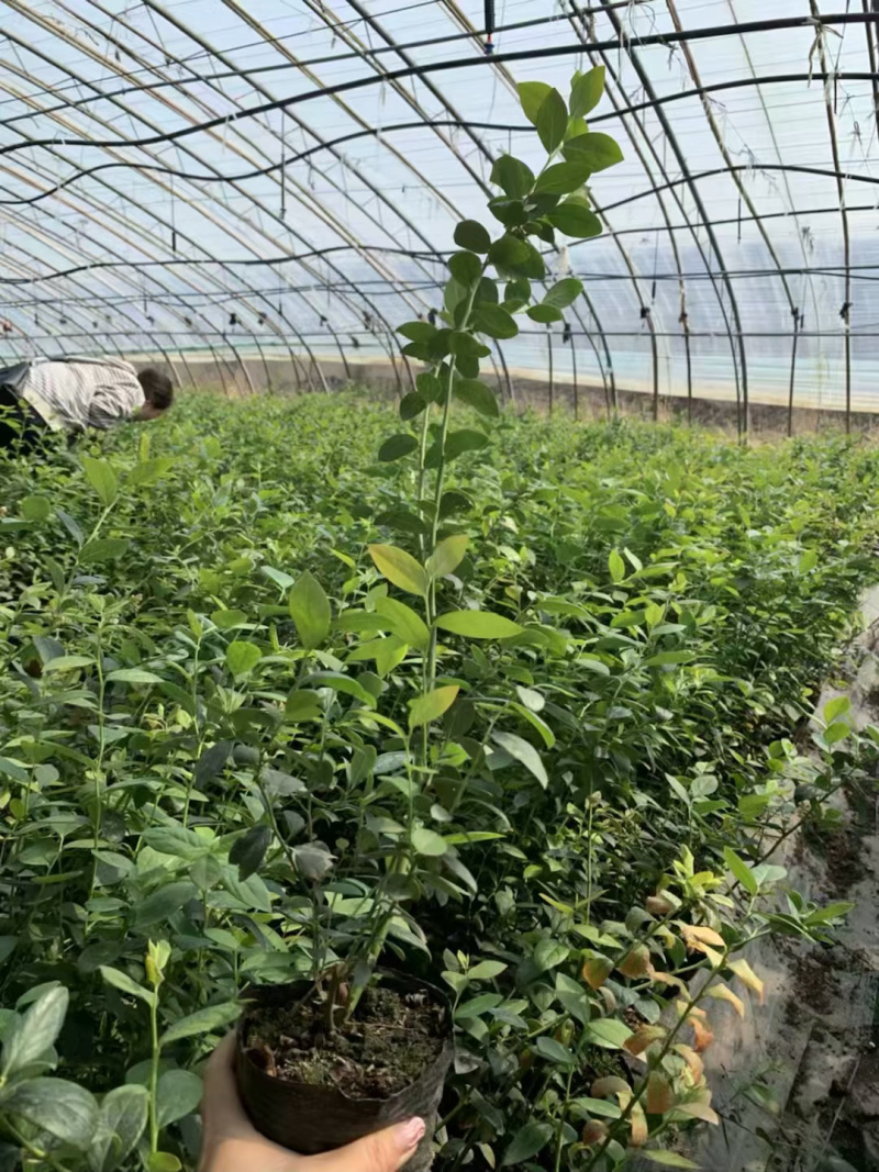 蓝莓苗薄雾基地直供脱毒包活送技术产量高南北方