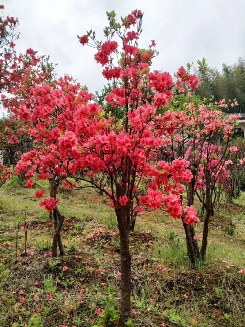 大别山映山红杜鹃花树桩