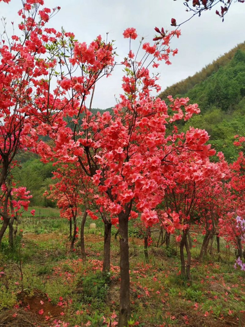 大别山映山红杜鹃花树桩