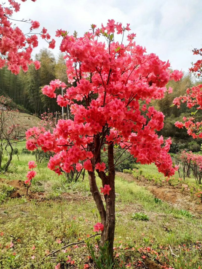 大别山映山红杜鹃花树桩