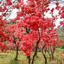 大别山映山红杜鹃花树桩