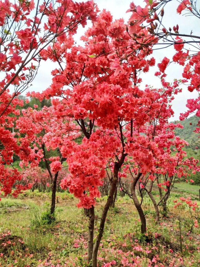 大别山映山红杜鹃花树桩