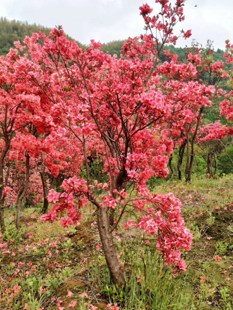 大别山映山红杜鹃花树桩
