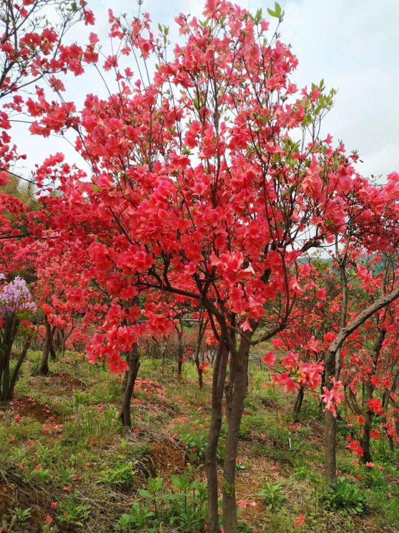 大别山映山红杜鹃花树桩