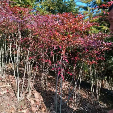 南天竹各种规格南天竹一手货源全国供货