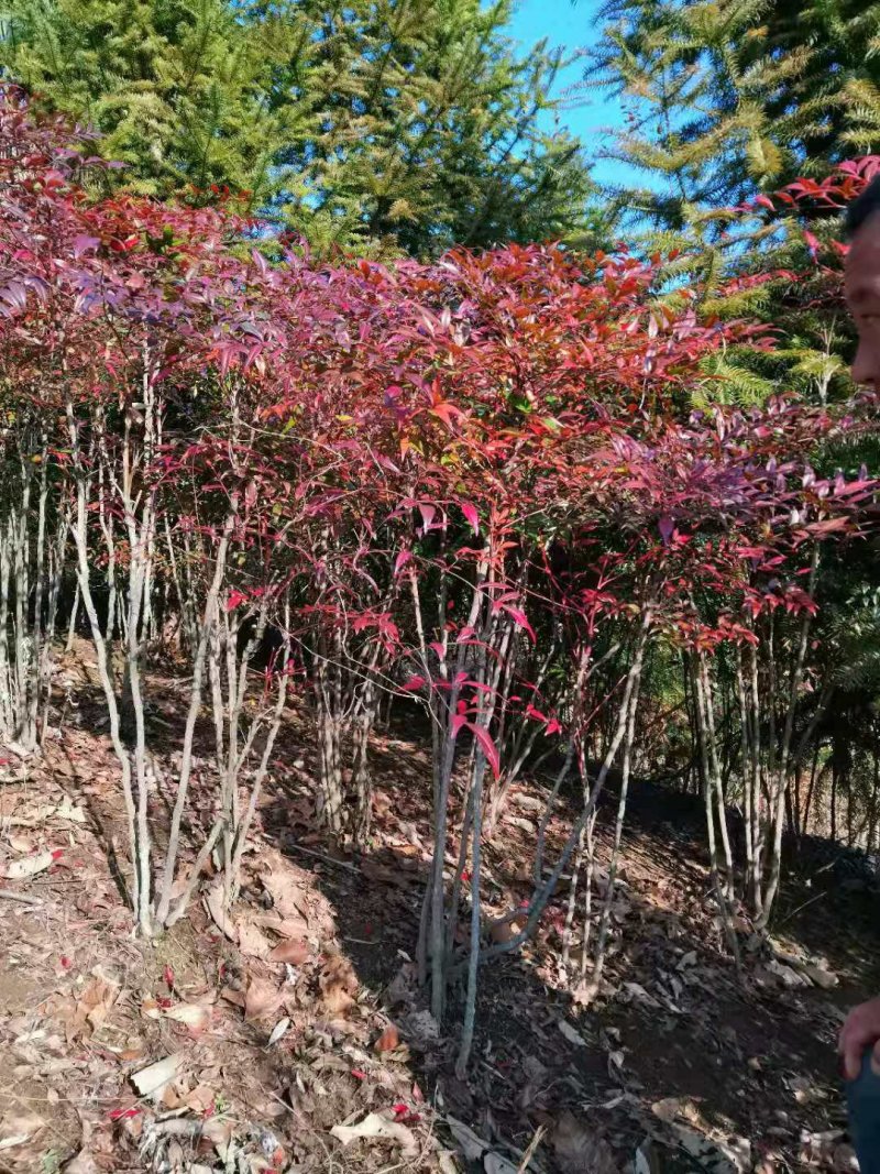 南天竹各种规格南天竹一手货源全国供货