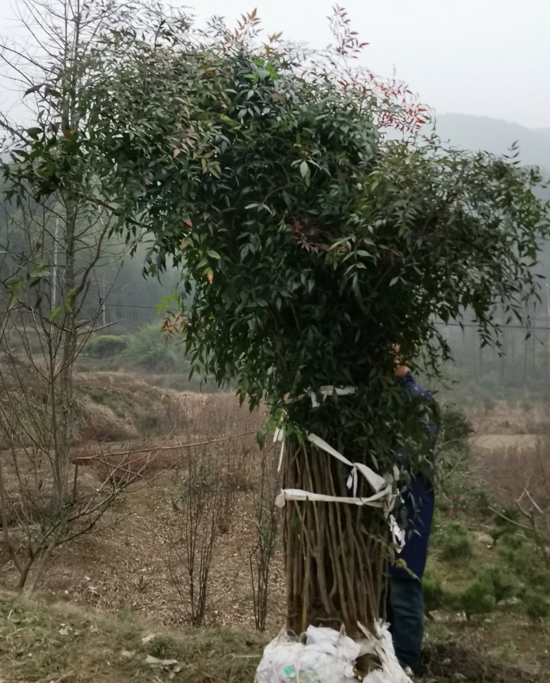 南天竹各种规格南天竹一手货源全国供货