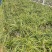 兰花大别山野生兰花一手货源全国供货