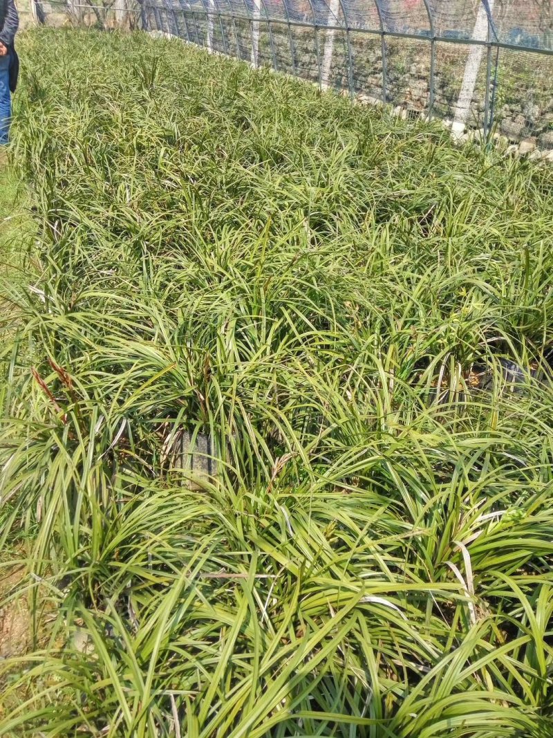 兰花大别山野生兰花一手货源全国供货