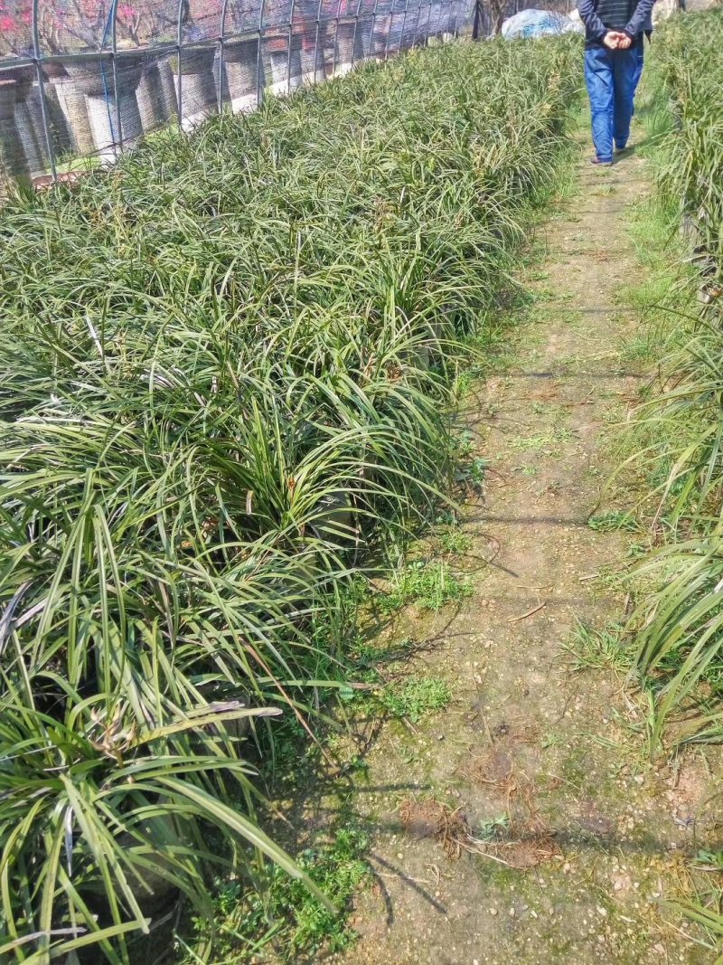 兰花大别山野生兰花一手货源全国供货