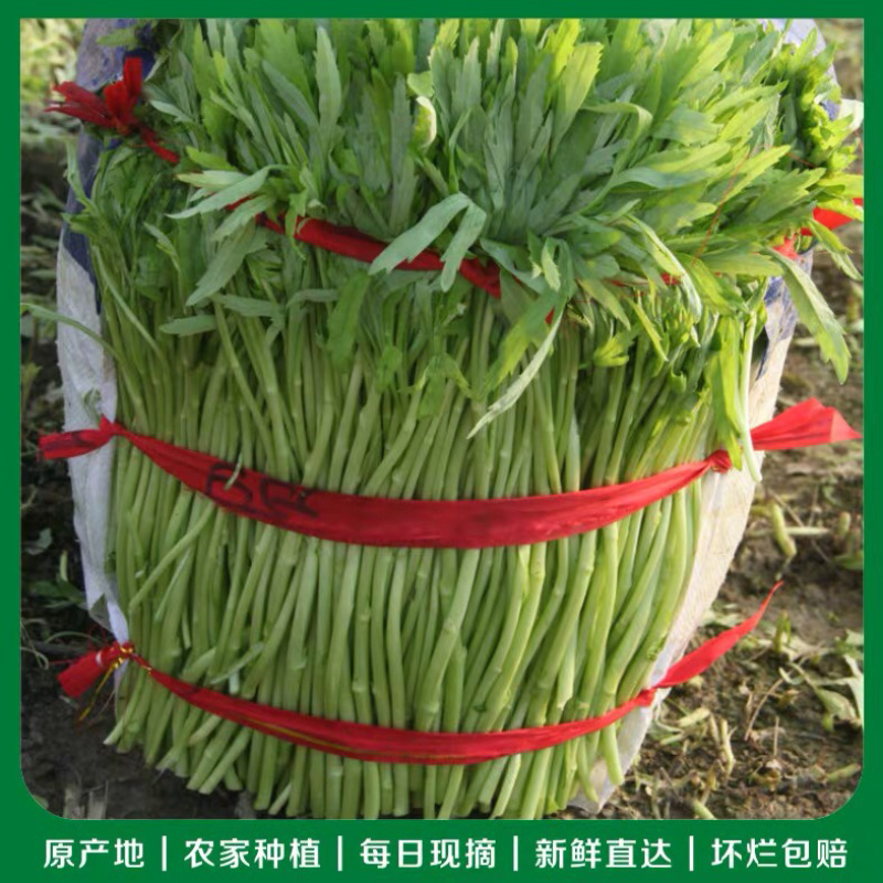 精品芦蒿\泥蒿\藜蒿，产地直供，大量上市
