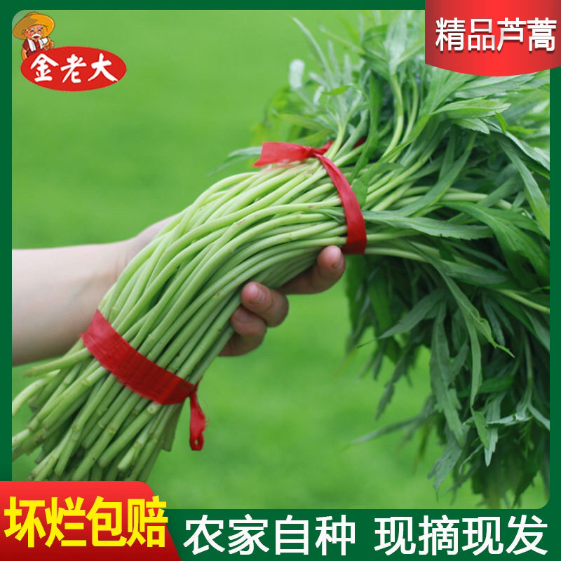 精品芦蒿\泥蒿\藜蒿，产地直供，大量上市