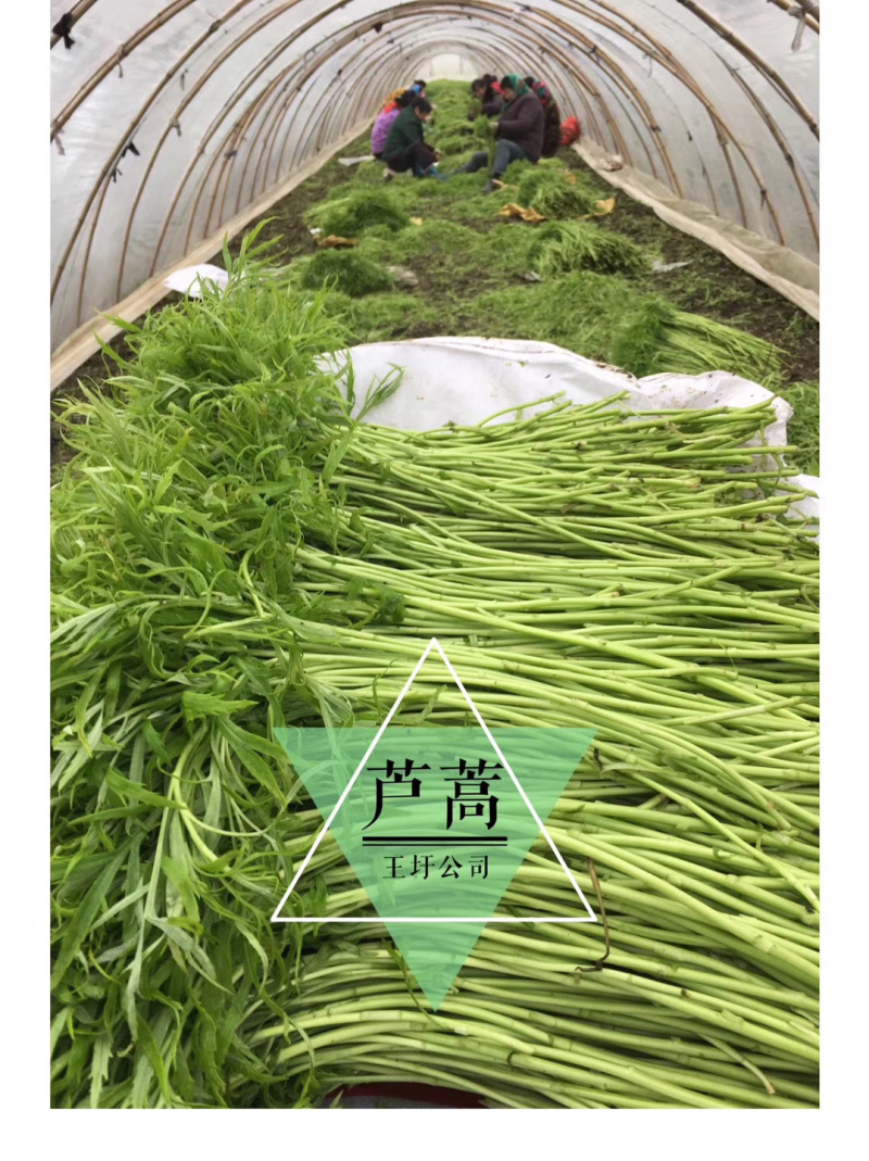 精品芦蒿\泥蒿\藜蒿，产地直供，大量上市