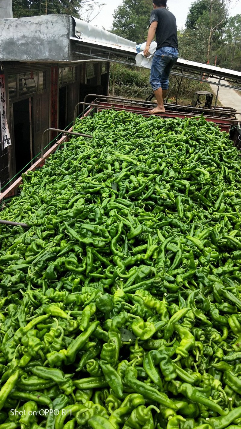 海南临高螺丝椒15~20厘米以上中辣青量大从优