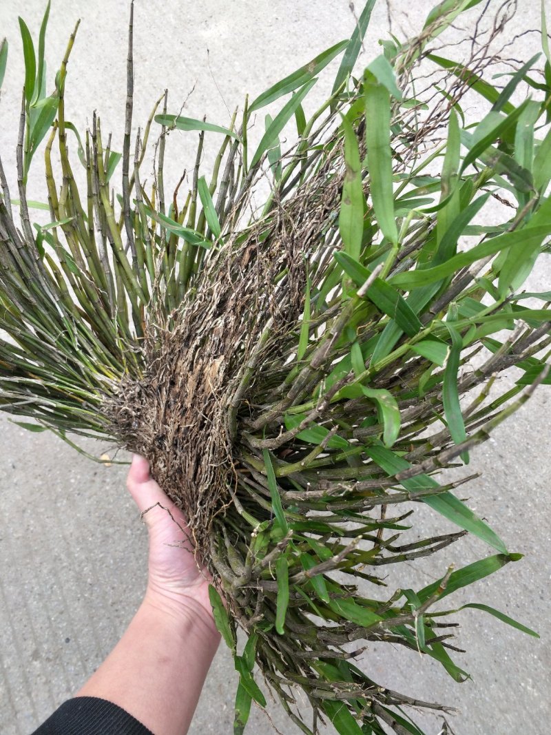广西大瑶山石斛