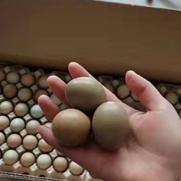 野鸡蛋
