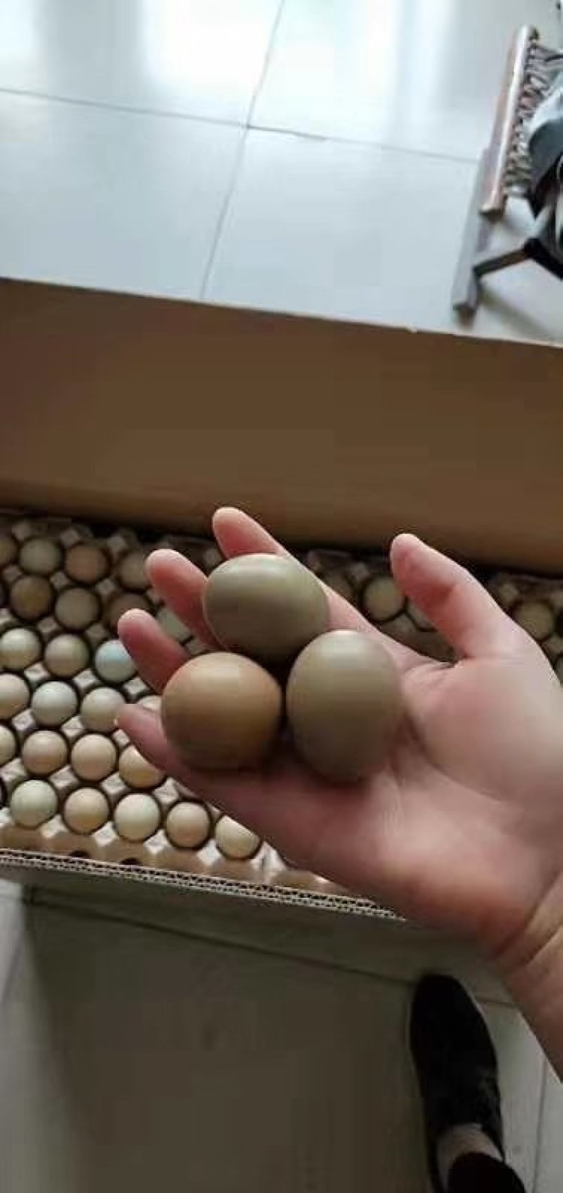 野鸡蛋