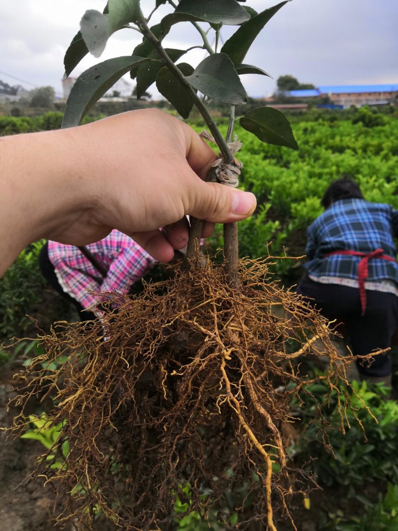 沃柑苗积壳头苗正品嫁接苗广西灵山县产地直销健康苗