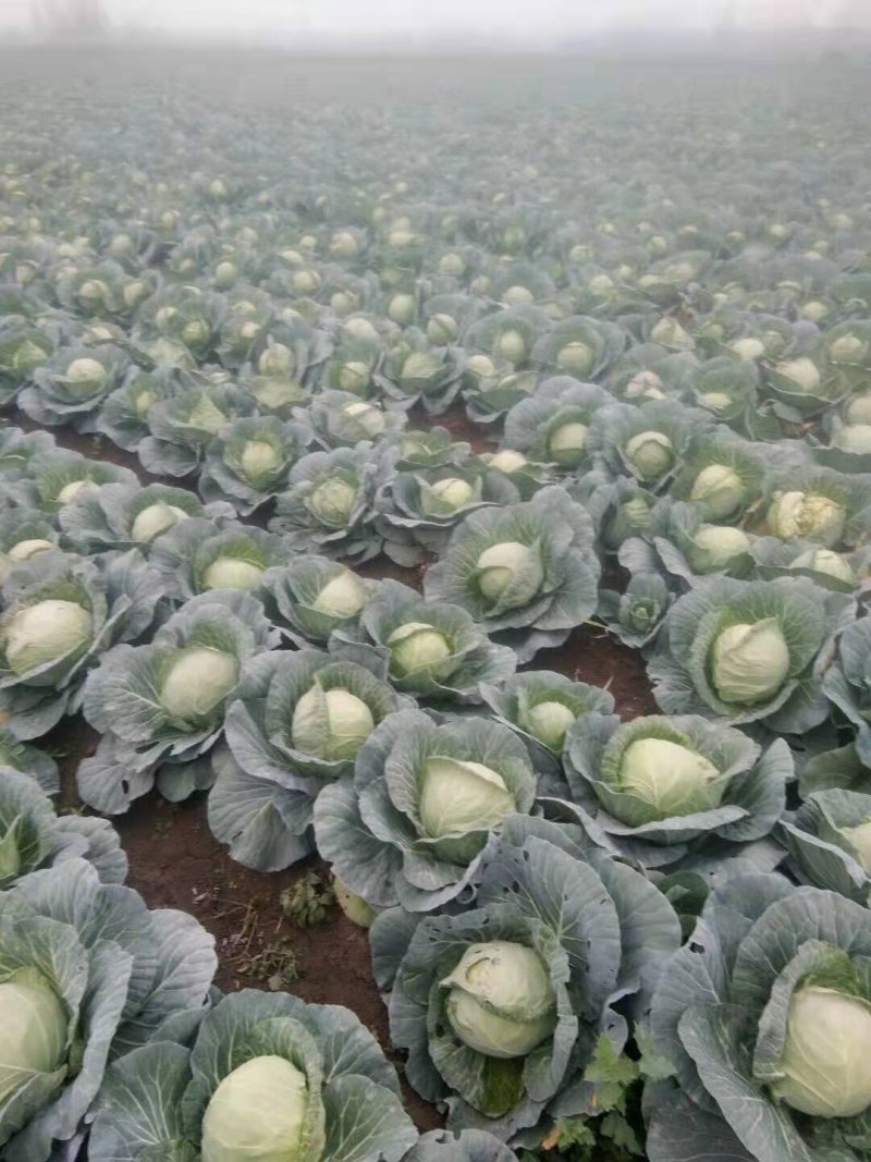 河南新野优质甘蓝，基地大量热买中欢迎大家前来选购。