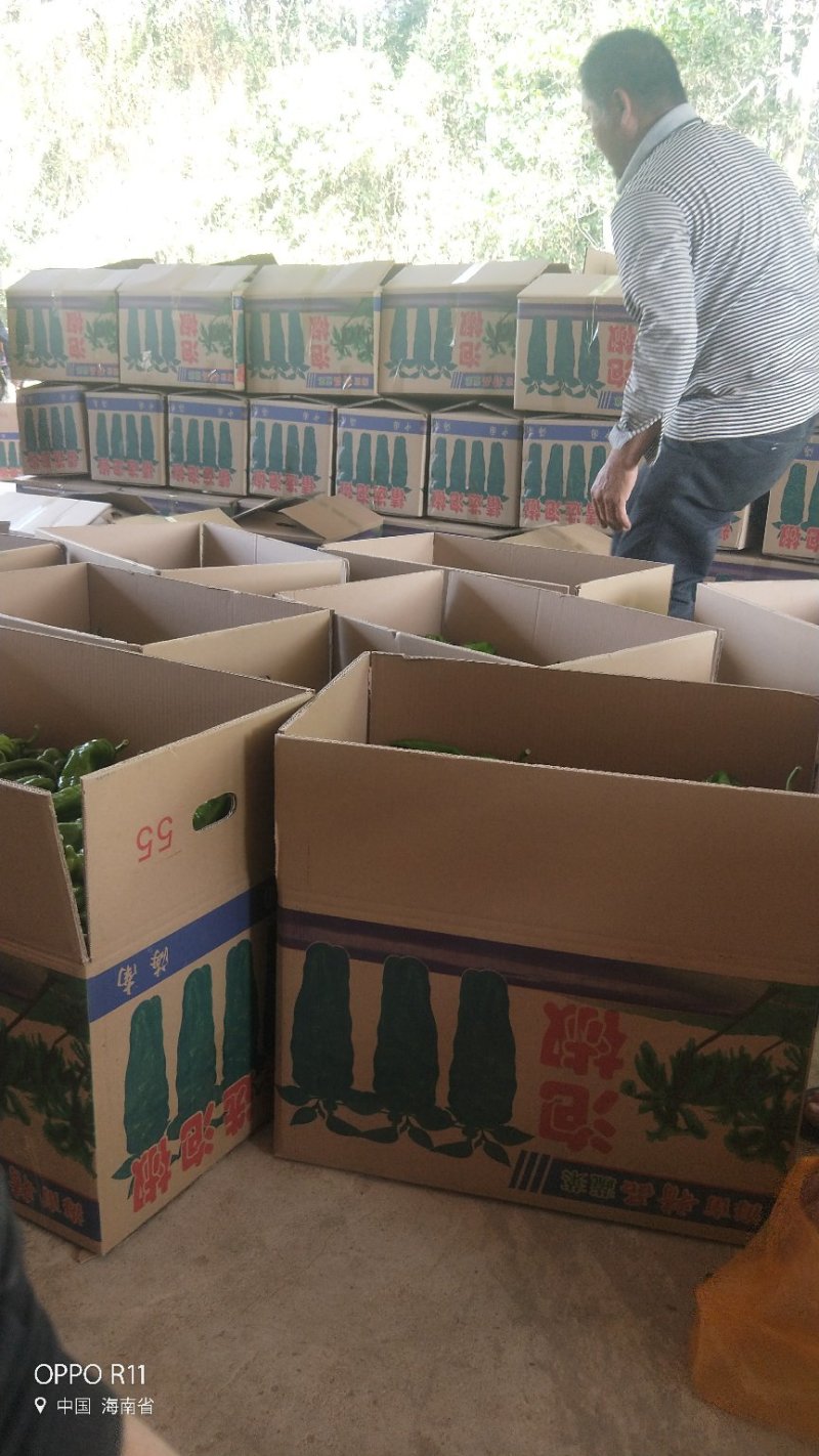 精品辣椒泡椒辣椒一手货源中辣量大从优欢迎咨询