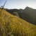 红米“稻谷”瑶山红米广西大瑶山红米