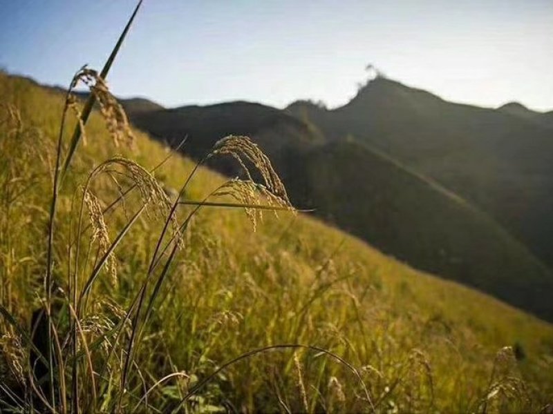 红米“稻谷”瑶山红米广西大瑶山红米