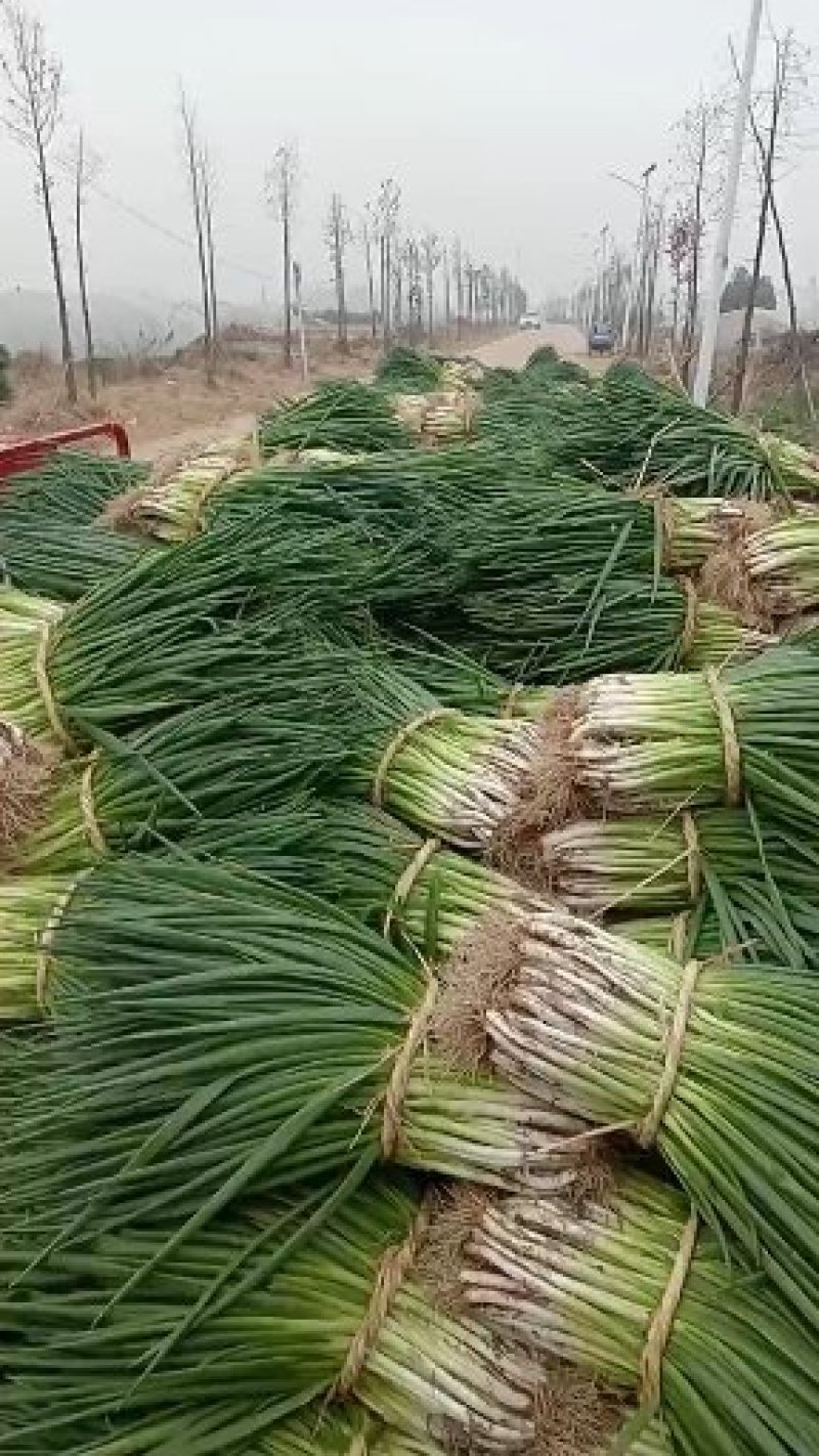 阜南县分葱大葱，质量好价格便宜，可脱水加工走市场零售