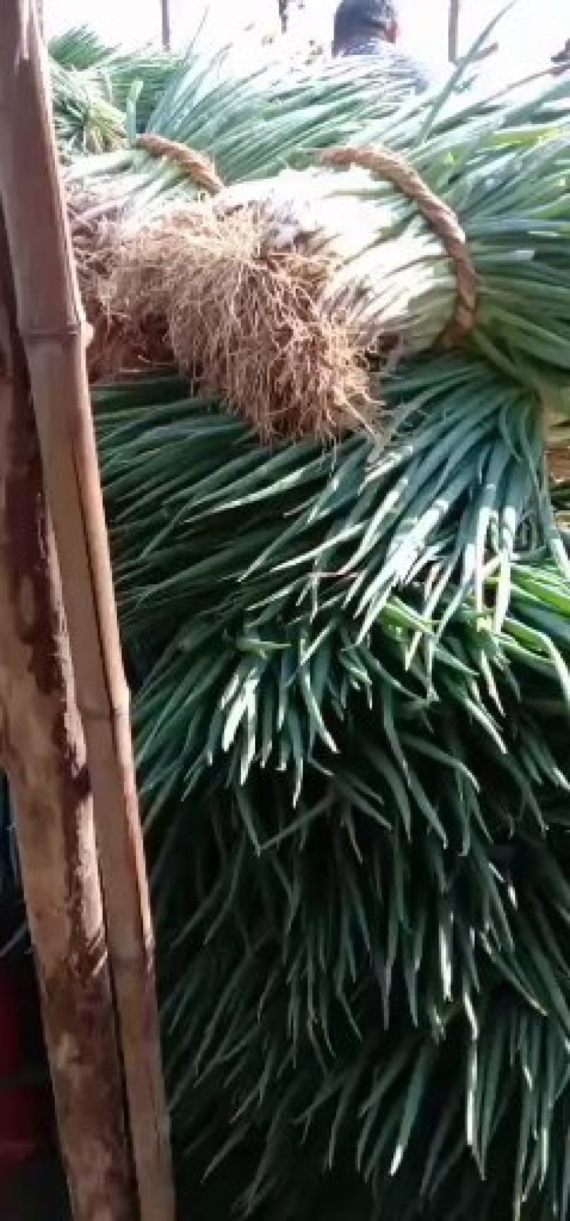 阜南县分葱大葱，质量好价格便宜，可脱水加工走市场零售