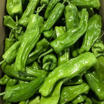 精品辣椒泡椒辣椒一手货源中辣量大从优欢迎咨询