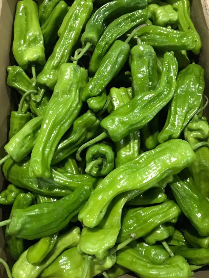 精品辣椒泡椒辣椒一手货源中辣量大从优欢迎咨询
