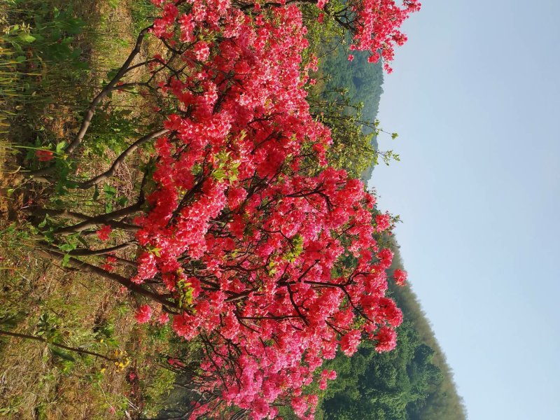 大别山映山红杜鹃花高山小全冠一手货源全国供货