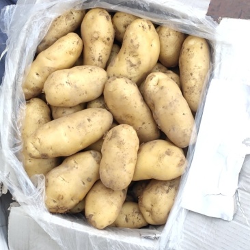 精品潍坊安丘冷库黄心土豆