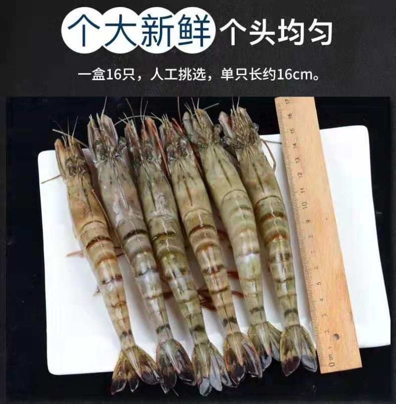 【聚便宜】新鲜海捕船冻进口黑虎虾约32只一件代发