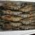 【聚便宜】新鲜海捕船冻进口黑虎虾约32只一件代发