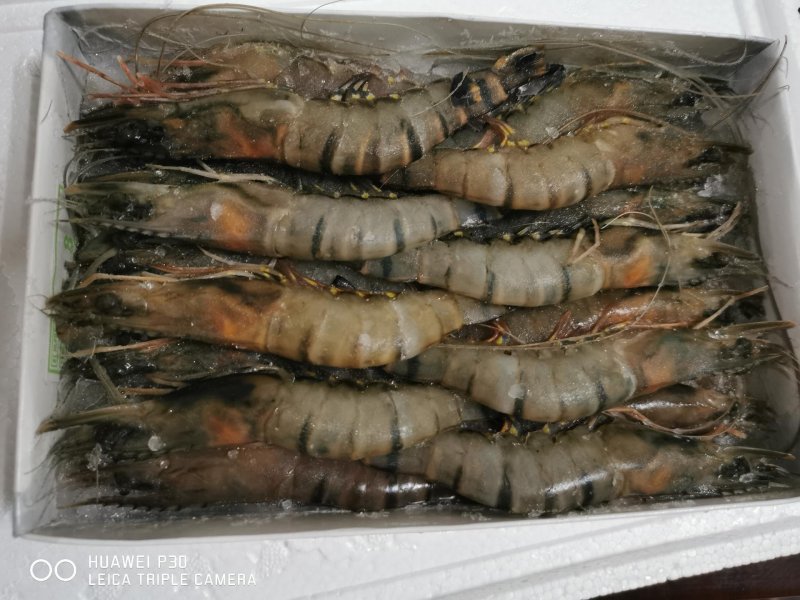 【聚便宜】新鲜海捕船冻进口黑虎虾约32只一件代发
