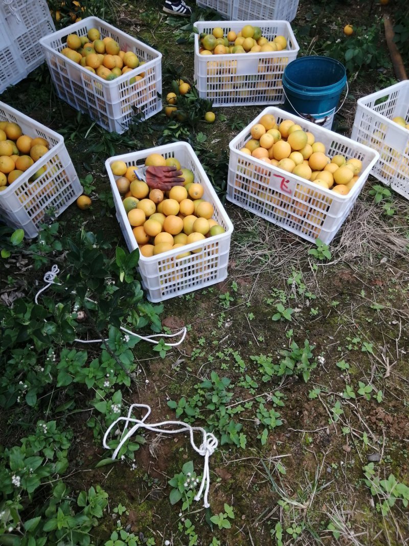 新宁崀山脐橙