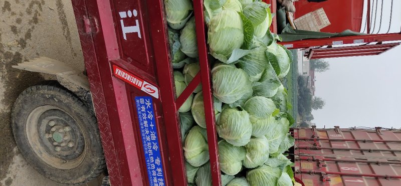 河南新野优质扁包菜甘蓝，大量上市欢迎大家前来选购。