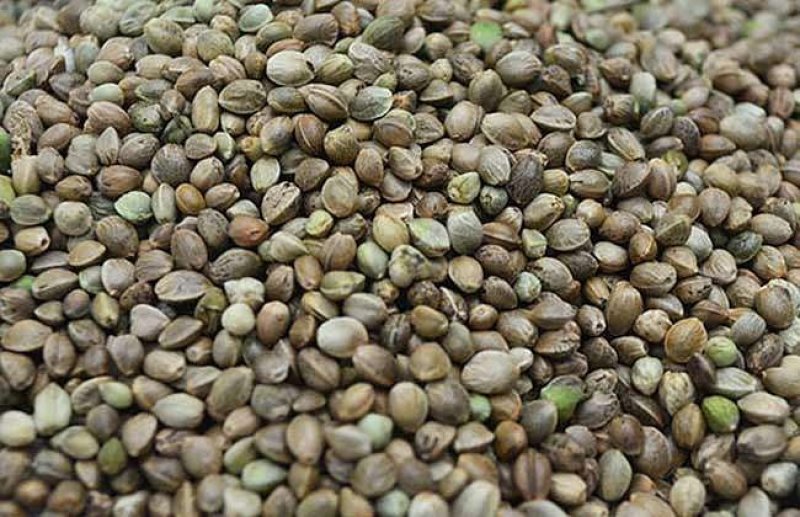 火麻仁，常年批发供应火麻仁量大从优，货真价实